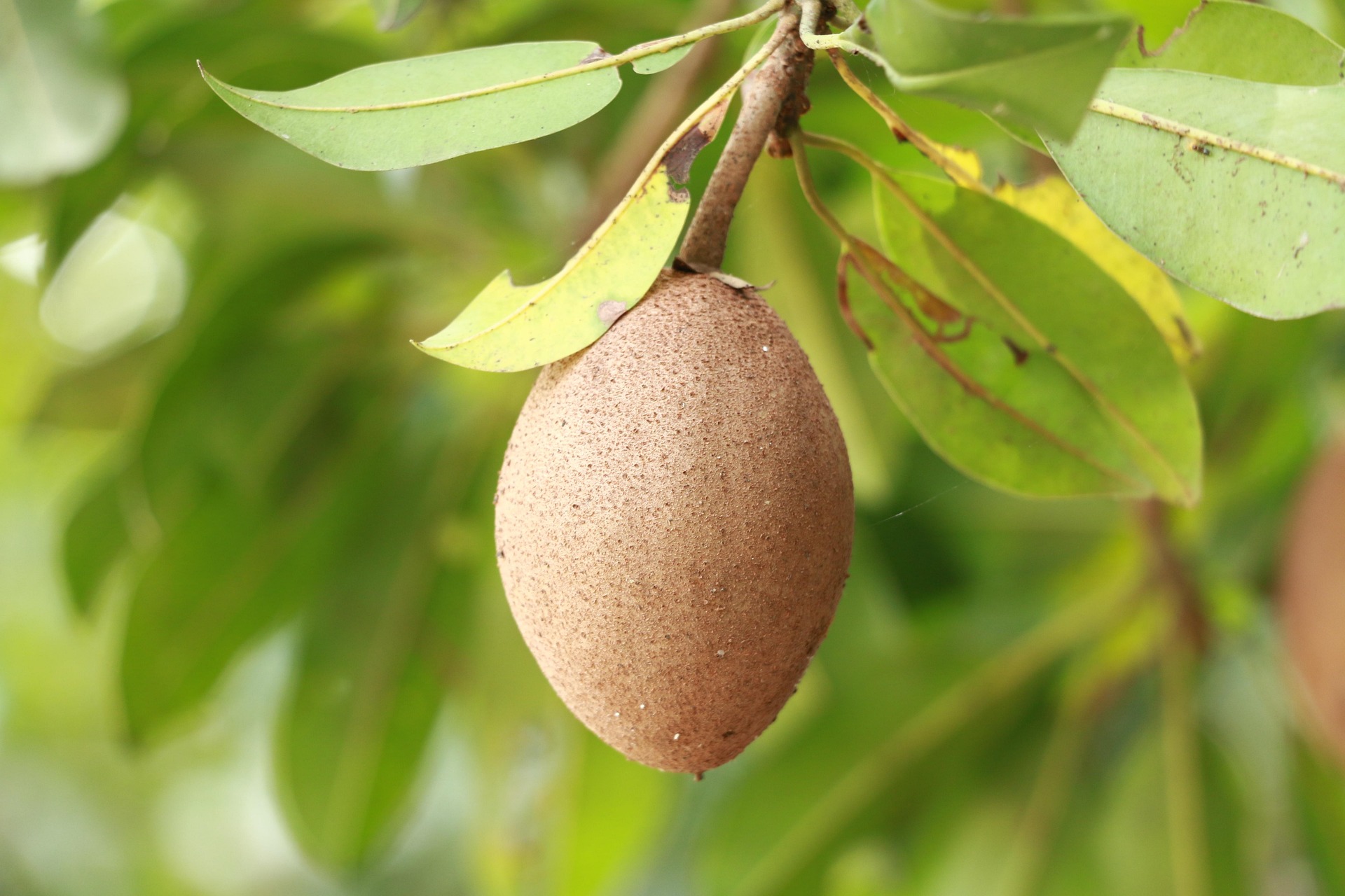 Sapodilla